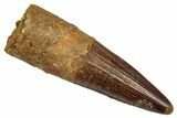 Fossil Spinosaurus Tooth - Real Dinosaur Tooth #345480-1